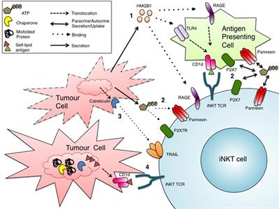 Harnessing the Power of Invariant Natural Killer T Cells in Cancer Immunotherapy